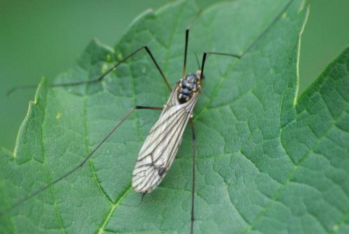 Nephrotoma pratensis
